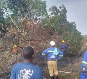 Déboisement des arbres : La SNEL n&rsquo;est pas épargnée dans la province du Tanganyika !